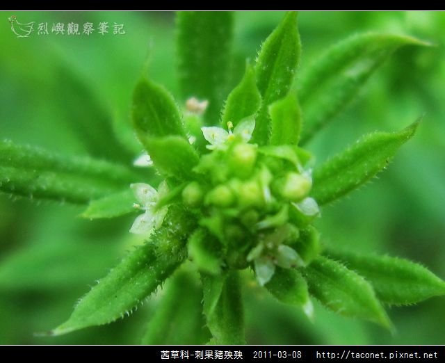 茜草科-刺果豬殃殃_11.jpg