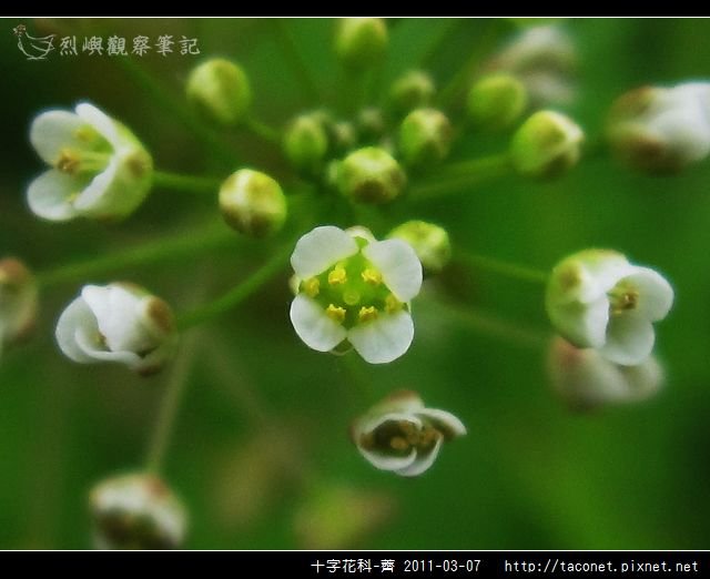 十字花科-薺_14.jpg