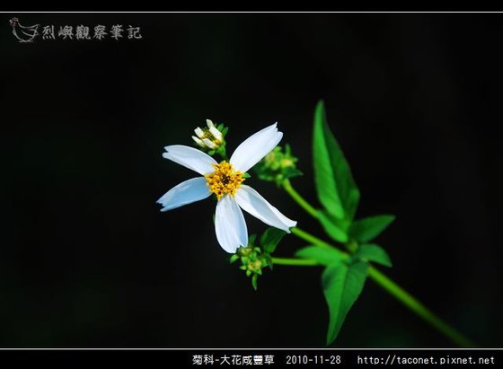 菊科-大花咸豐草_06.jpg