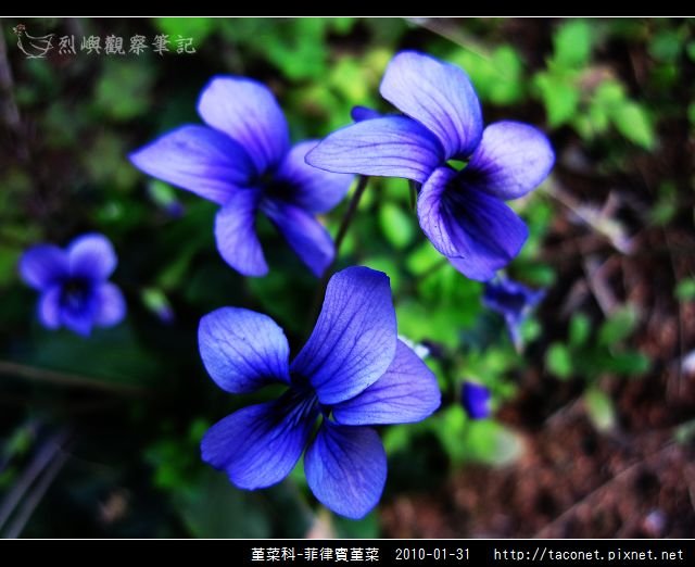 堇菜科-菲律賓堇菜_11.jpg