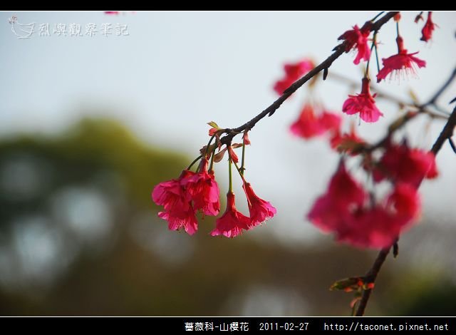 薔薇科-山櫻花_29.jpg