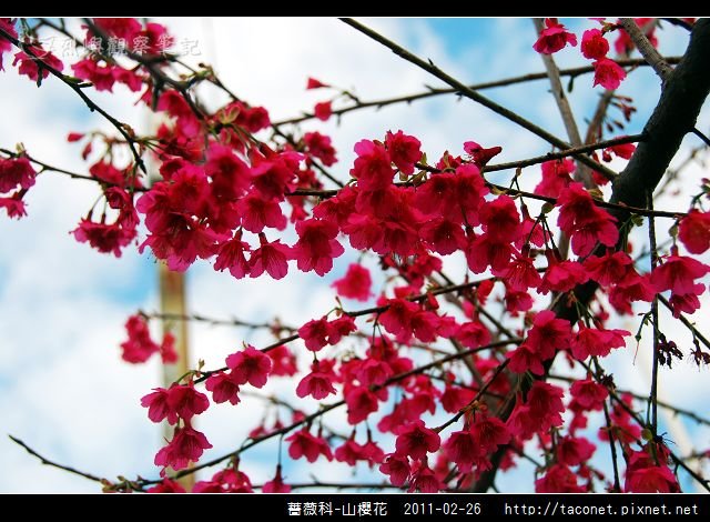 薔薇科-山櫻花_11.jpg