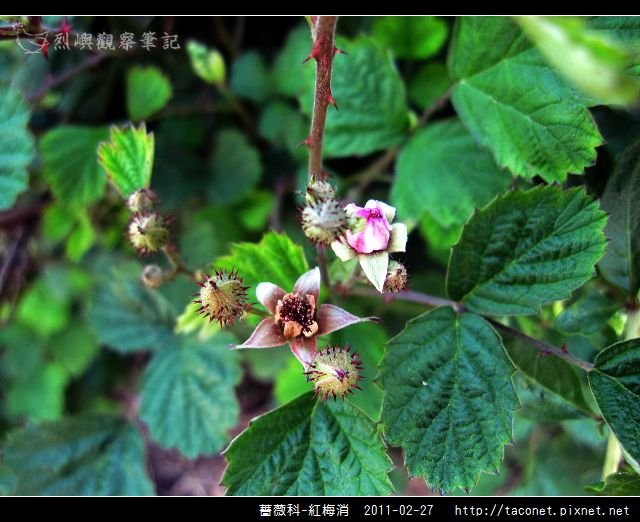 薔薇科-紅梅消_04.jpg