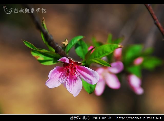 薔薇科-桃花_08.jpg