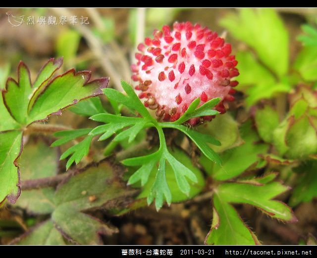 薔薇科-台灣蛇莓_12.jpg