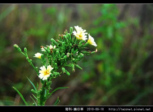 菊科-鵝仔草_01.jpg