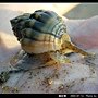 織紋螺_09.jpg