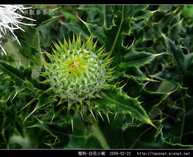 菊科-白花小薊_05.jpg