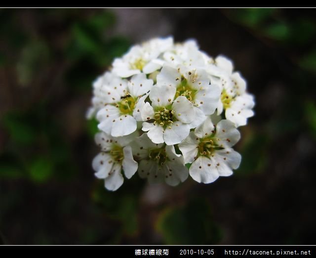 繡球繡線菊_05.jpg