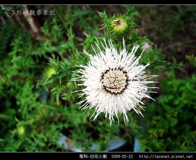 菊科-白花小薊_06.jpg