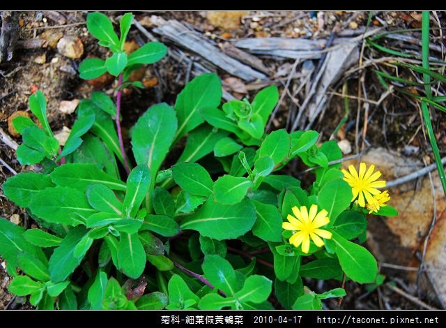 菊科-細葉假黃鵪菜_03.jpg