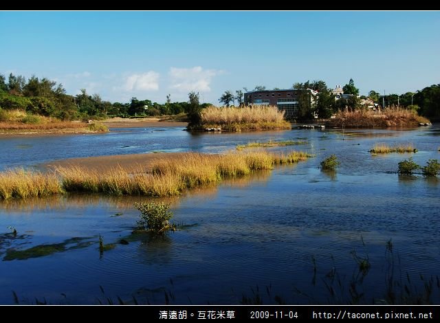 互花米草在清遠湖_07.jpg