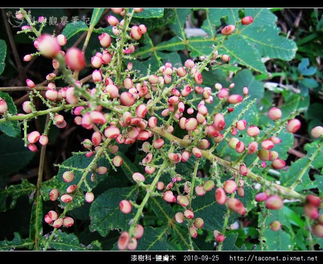 漆樹科-鹽膚木_04.jpg