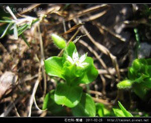 石竹科-繁縷_06.jpg