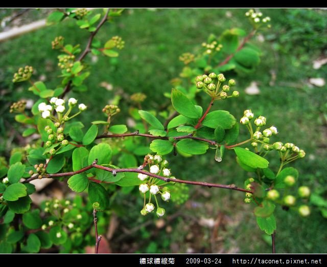 繡球繡線菊_08.jpg