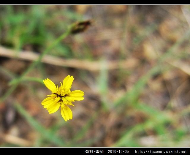 菊科-香茹_04.jpg