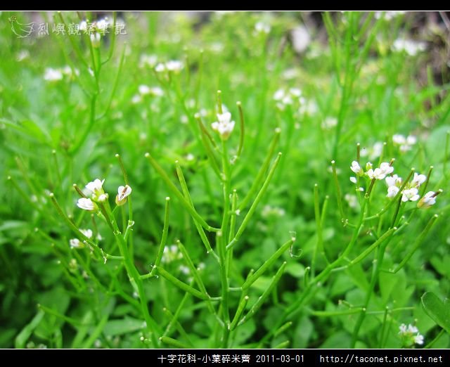 十字花科-小葉碎米薺_07.jpg