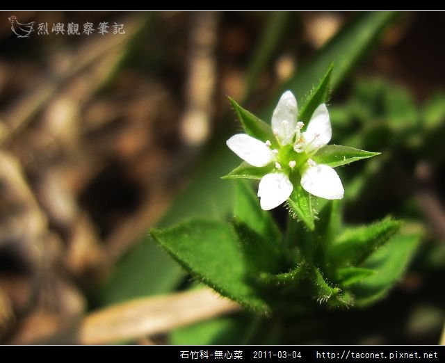 石竹科-無心菜_09.jpg
