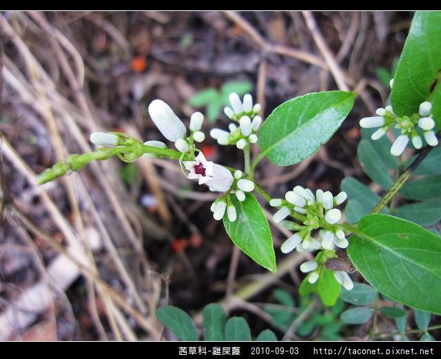 茜草科-雞屎藤_03.jpg