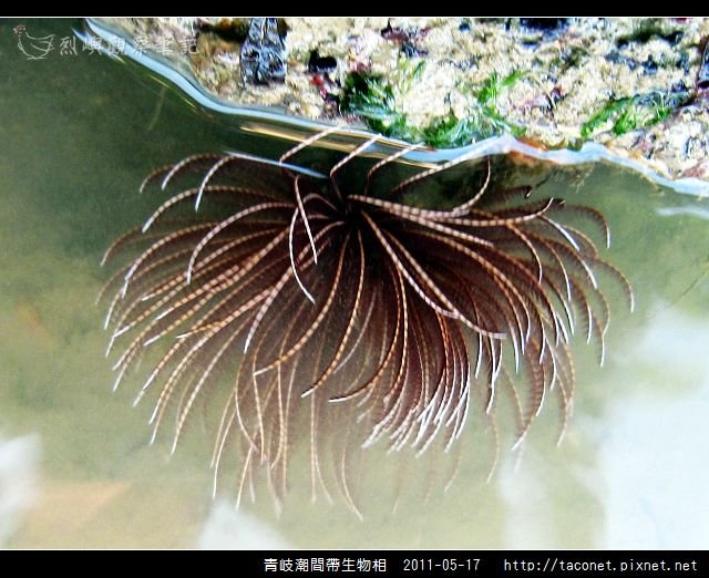 潮間帶生物_48.jpg