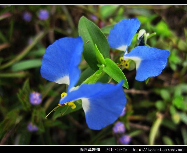 鴨跖草變種_04.jpg