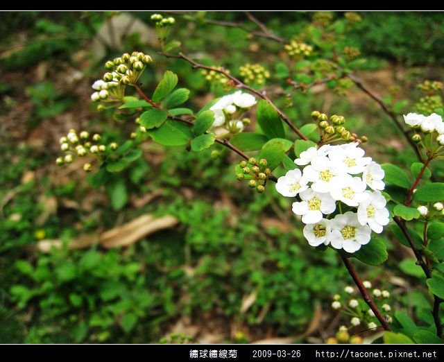 繡球繡線菊_09.jpg