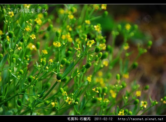 毛莨科-石龍芮_02.jpg