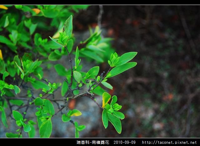 瑞香科-南嶺蕘花_01.jpg