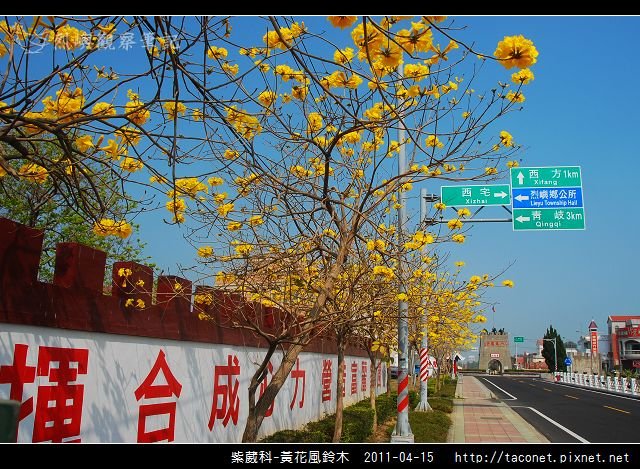 紫葳科-黃花風鈴木_19.jpg