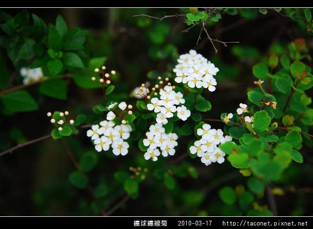 繡球繡線菊_03.jpg