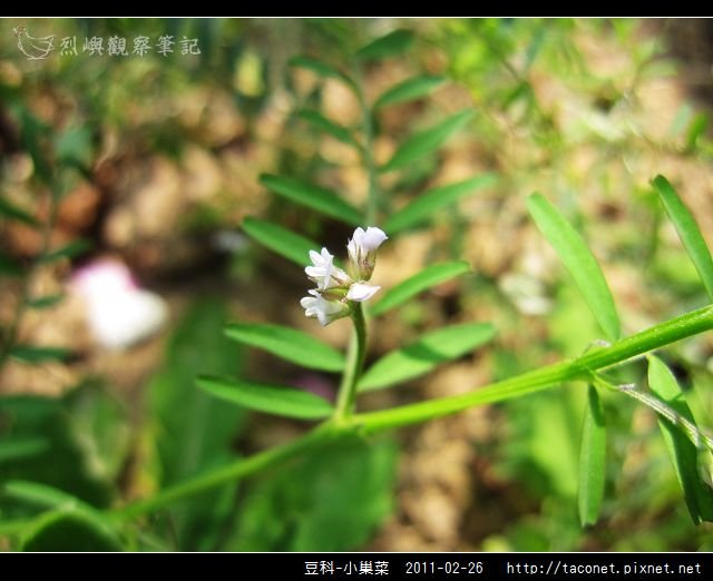 豆科-小巢菜_05.jpg