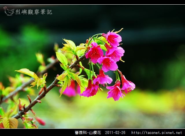 薔薇科-山櫻花_04.jpg