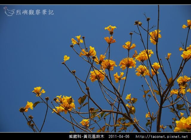 紫葳科-黃花風鈴木_04.jpg