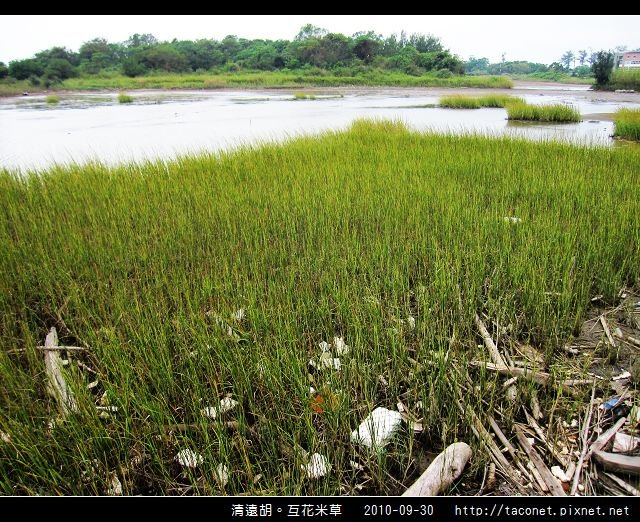 互花米草在清遠湖_13.jpg