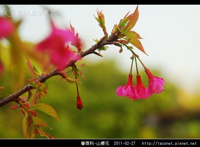 薔薇科-山櫻花_17.jpg