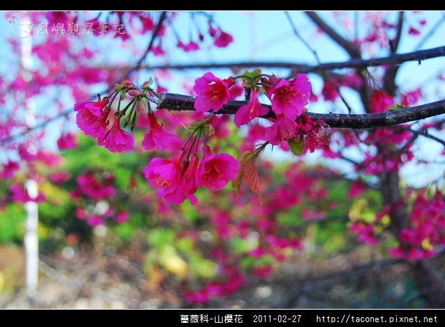 薔薇科-山櫻花_27.jpg