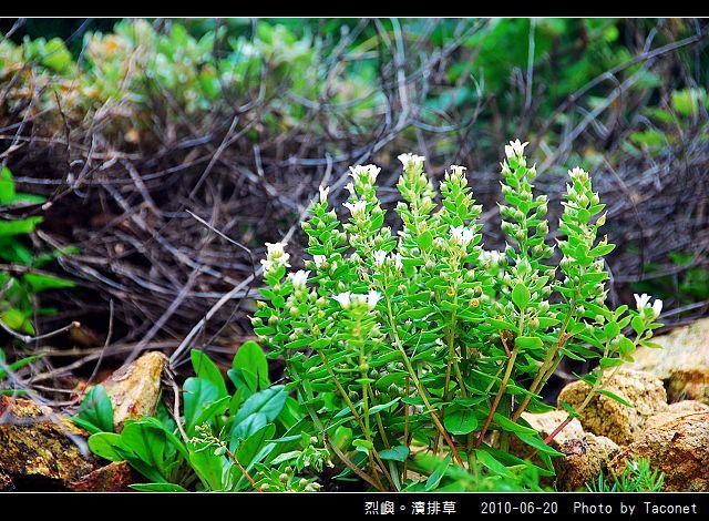 烈嶼。濱排草_01.jpg