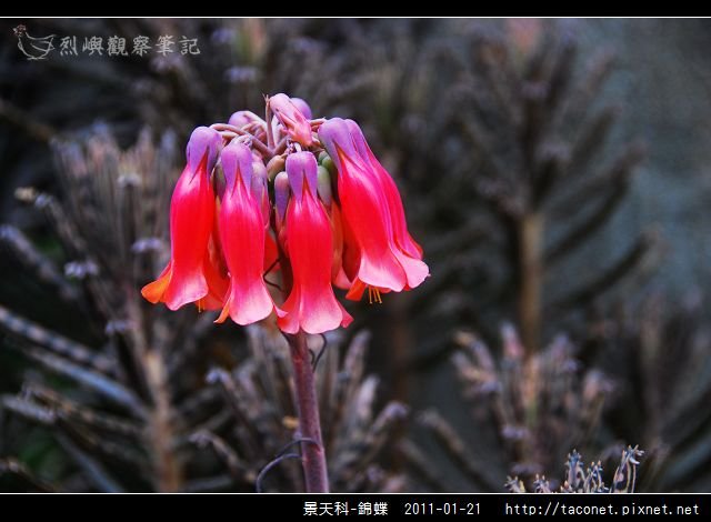 景天科-錦蝶_01.jpg