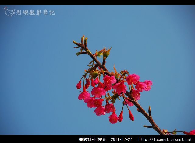 薔薇科-山櫻花_15.jpg