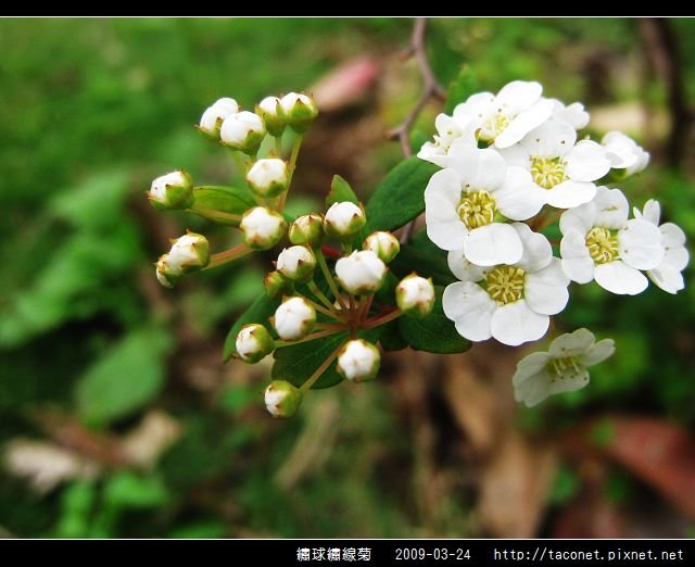 繡球繡線菊_07.jpg