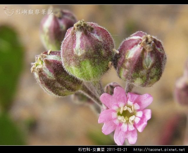 石竹科-女婁菜_23.jpg