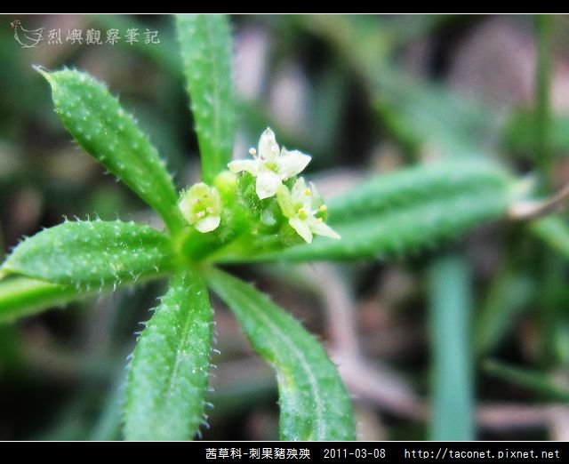 茜草科-刺果豬殃殃_10.jpg