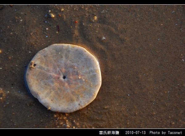 雷氏餅海膽_08.jpg