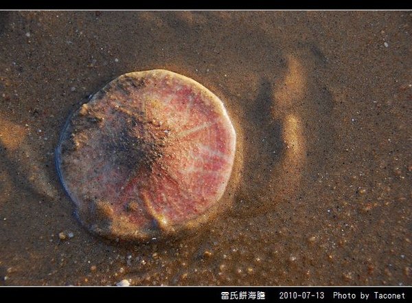 雷氏餅海膽_09.jpg