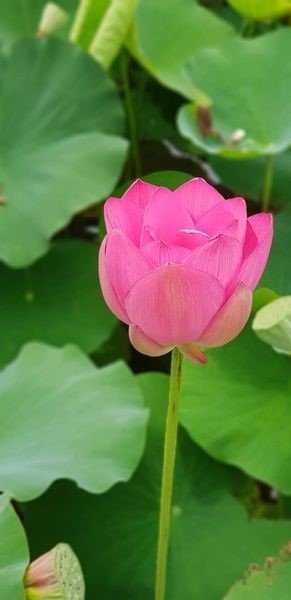 蓮花1.jpg