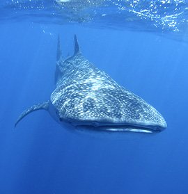 whale shark 01