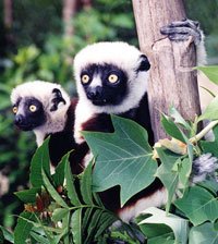 Sifaka&amp;Baby_tm.jpg