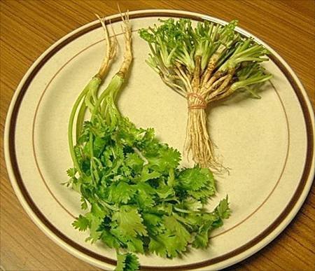 coriander roots