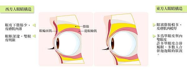2.東西方眼皮差異