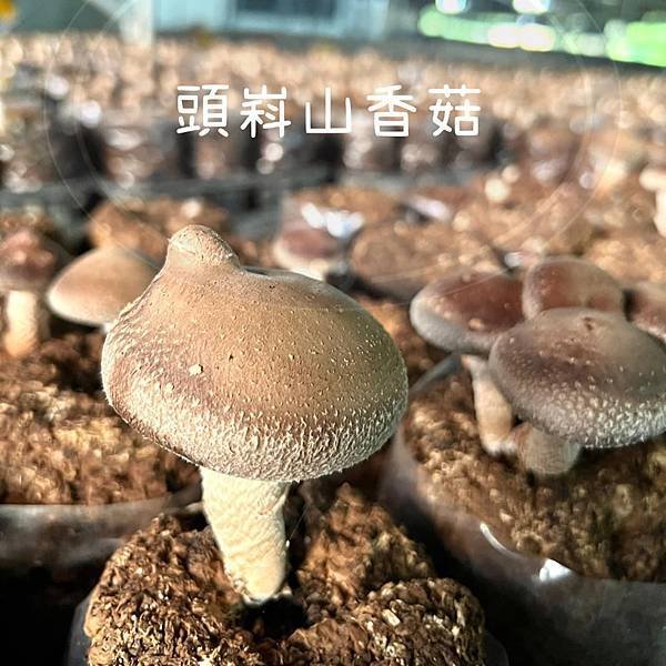 黑早冬菇香味濃郁 新社頭嵙山香菇伴手禮